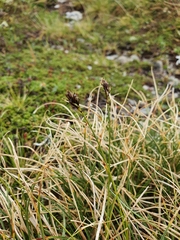 Carex curvula