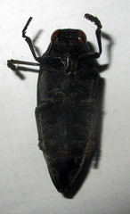 Amblysterna natalensis