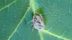 Issus coleoptratus