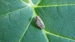 Issus coleoptratus