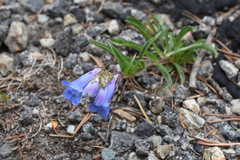 Penstemon glaber alpinus