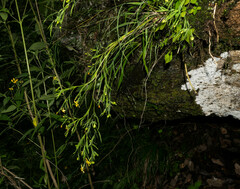 Sisyrinchium jacquelineanum