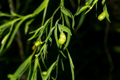 Sisyrinchium jacquelineanum