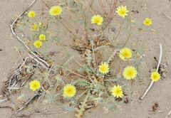 Malacothrix sonchoides