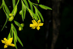Sisyrinchium jacquelineanum