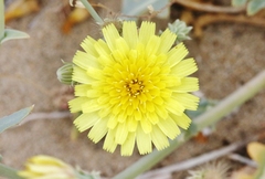 Malacothrix sonchoides