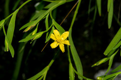 Sisyrinchium jacquelineanum