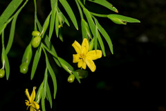 Sisyrinchium jacquelineanum