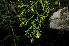 Sisyrinchium jacquelineanum