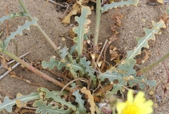 Malacothrix sonchoides