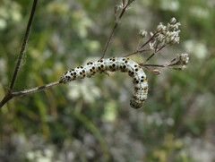 Heliothis incarnata