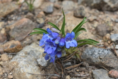 Penstemon glaber alpinus