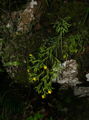 Sisyrinchium jacquelineanum
