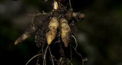 Sisyrinchium jacquelineanum