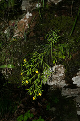 Sisyrinchium jacquelineanum