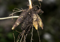 Sisyrinchium jacquelineanum