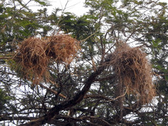Rufous-Tailed Weaver photo 3