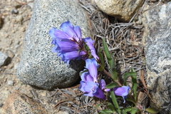Penstemon glaber alpinus
