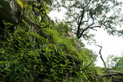 Sisyrinchium jacquelineanum