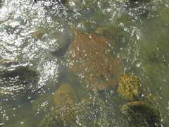 Potamotrygon falkneri