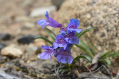 Penstemon glaber alpinus