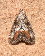 Evergestis subterminalis