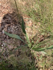 Plantago