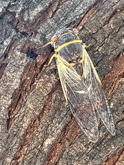 Diceroprocta apache