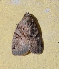 Pseudeustrotia indeterminata