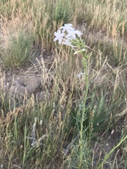 Ipomopsis aggregata candida