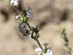 Miltogramma aurifrons