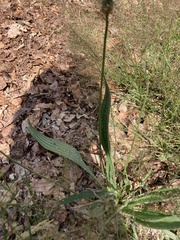 Plantago