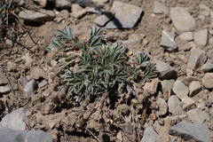 Potentilla concinna concinna