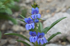 Penstemon glaber alpinus