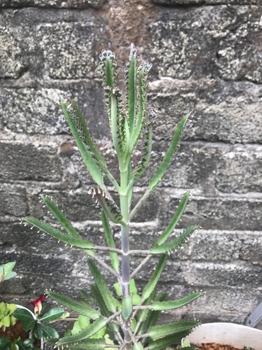 Madre de millones híbrida (Kalanchoe × houghtonii)