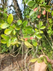Paullinia trigonia