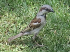 Passer domesticus