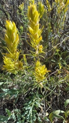 Castilleja flava