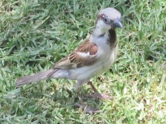 Passer domesticus