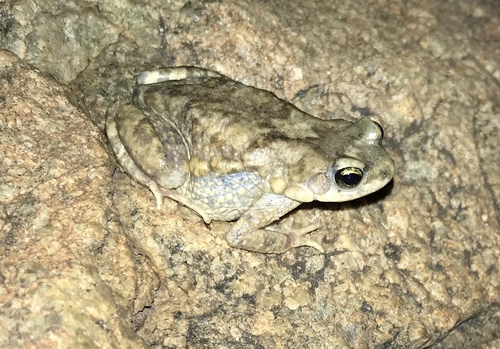 Firouzophrynus hololius