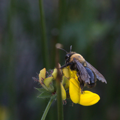 Andrena thoracica