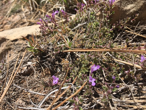 Hedeoma diffusa