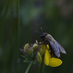Andrena thoracica
