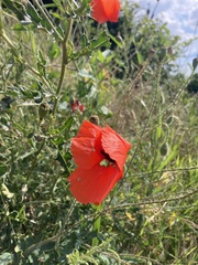 Papaver rhoeas