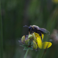 Andrena thoracica