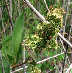 Rumex verticillatus
