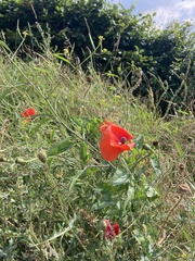 Papaver rhoeas