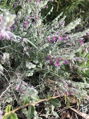 Teucrium marum