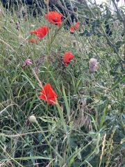 Papaver rhoeas