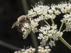 Colletes dimidiatus